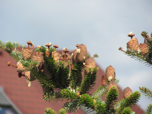 Картинка природа шишки жёлуди каштаны ветка смола