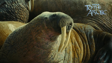 Картинка to the arctic 3d кино фильмы морж