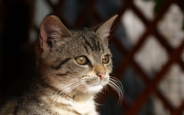 Картинка автор geronima животные коты взгляд