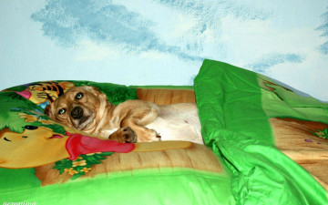 Картинка автор geronima животные собаки постель