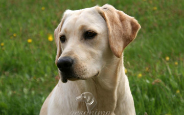 обоя автор, geronima, животные, собаки, retriever