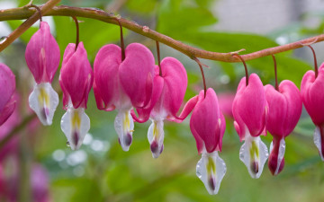 Картинка цветы дицентра разбитое сердце розовый капли