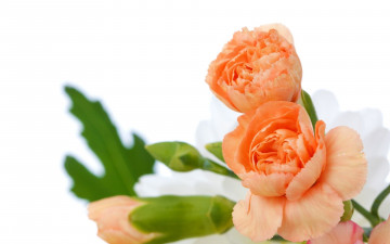 Картинка цветы гвоздики бутоны