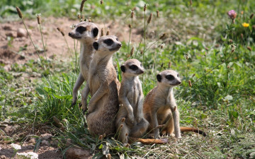 Картинка животные сурикаты семья