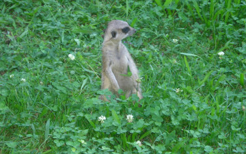 Картинка животные сурикаты трава