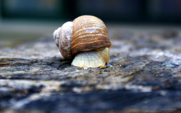 Картинка животные улитки улитка