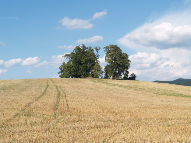 Обои картинки фото природа, поля, поле, деревья