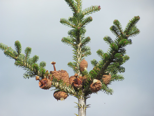 Обои картинки фото природа, шишки, жёлуди, каштаны, сосна