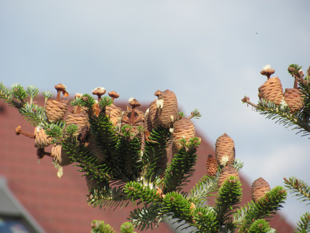 Обои картинки фото природа, шишки, жёлуди, каштаны, ветка, смола