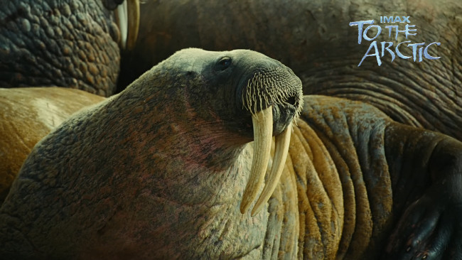 Обои картинки фото to, the, arctic, 3d, кино, фильмы, морж
