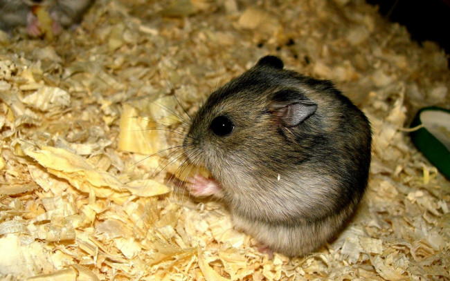 Обои картинки фото животные, морские, свинки, хомяки, стружка