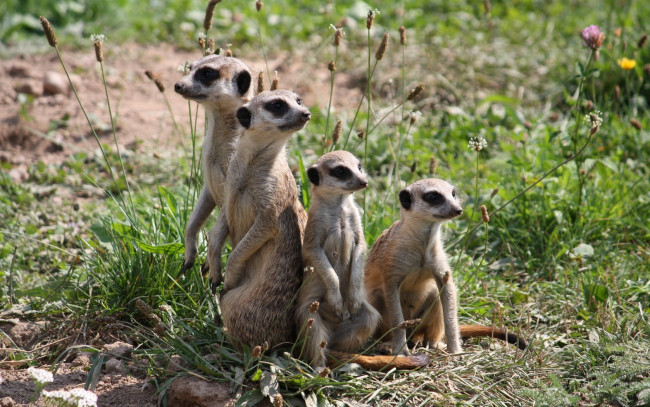 Обои картинки фото животные, сурикаты, семья