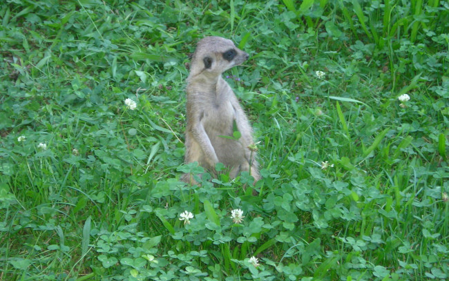 Обои картинки фото животные, сурикаты, трава