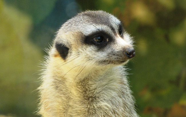 Обои картинки фото животные, сурикаты, взгляд