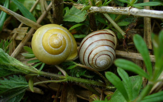 Обои картинки фото животные, улитки, трава