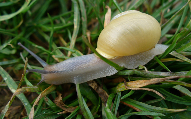 Обои картинки фото животные, улитки, трава, улитка