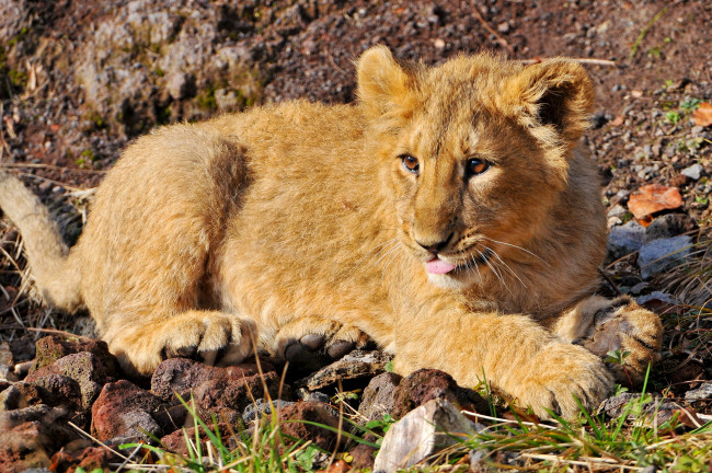 Обои картинки фото львёнок, животные, львы, мордочка, лежит, язык