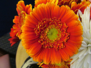 Картинка цветы герберы макро