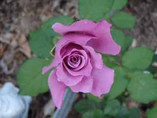 Картинка цветы розы бутон сиреневый