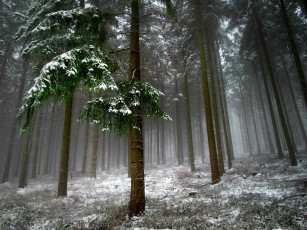 Картинка природа зима ель снег