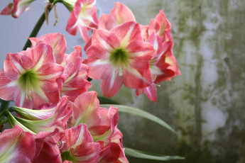 Картинка цветы амариллисы гиппеаструмы амариллис