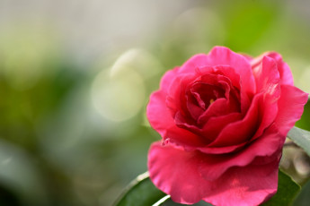 Картинка цветы розы лепестки