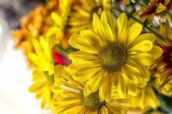 Картинка цветы хризантемы желтый