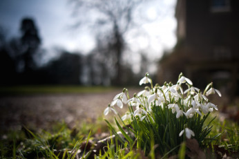 Картинка цветы подснежники белоцветник белый весна