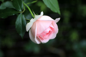 Картинка цветы розы розовый бутон