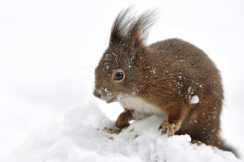 Картинка животные белки зверек снег