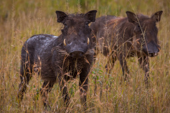 Картинка животные свиньи кабаны бородавочник