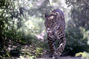 Картинка животные Ягуары хищник заросли