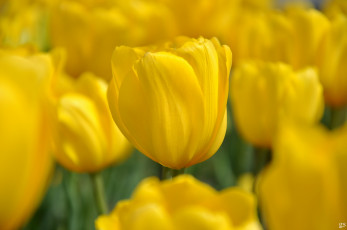 Картинка цветы тюльпаны бутон