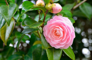 Картинка цветы камелии розовый бутон