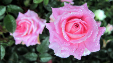 Картинка цветы розы розовый