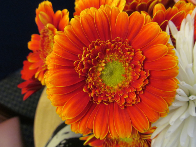 Обои картинки фото цветы, герберы, макро