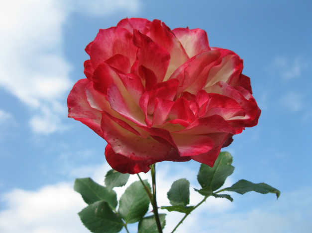 Обои картинки фото цветы, розы, роза