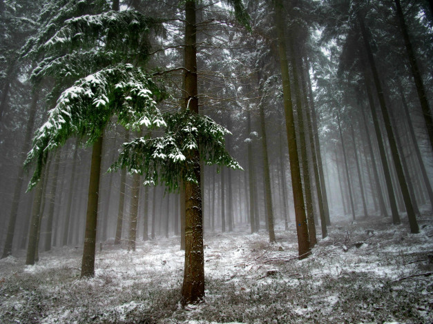 Обои картинки фото природа, зима, ель, снег