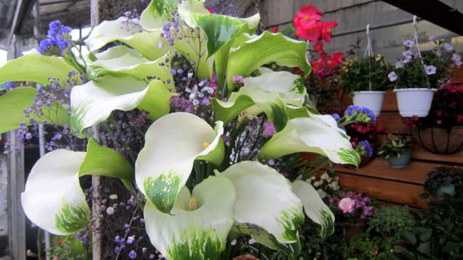 Обои картинки фото цветы, каллы