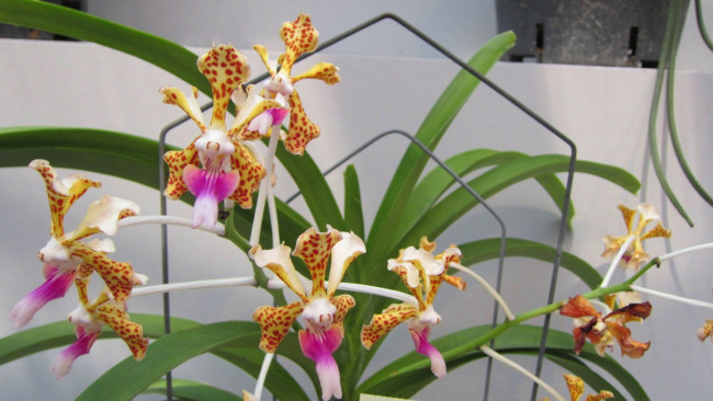 Обои картинки фото цветы, орхидеи, пестрый