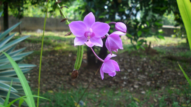 Обои картинки фото цветы, орхидеи, сиреневый