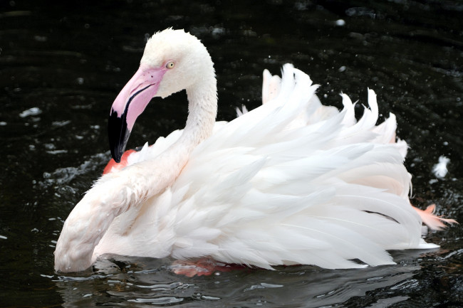 Обои картинки фото животные, фламинго, перья, клюв