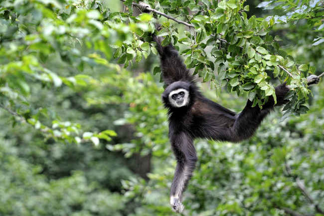 Обои картинки фото животные, обезьяны, гиббон