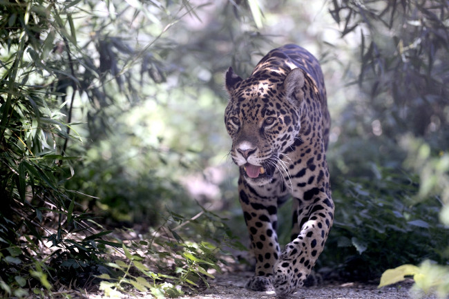 Обои картинки фото животные, Ягуары, хищник, заросли