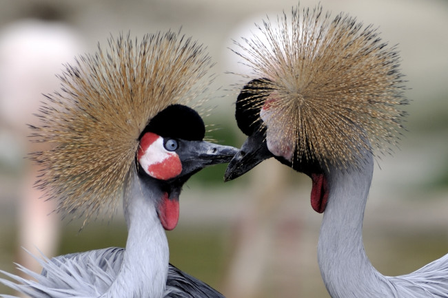 Обои картинки фото животные, журавли, венценосные