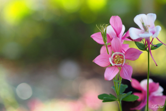 Обои картинки фото цветы, аквилегия, водосбор, розовый