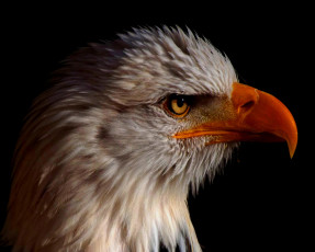 Картинка животные птицы+-+хищники хищная птица