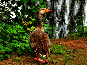 Картинка животные гуси водоём берег гусь