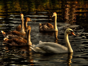 Картинка животные лебеди водоём белые