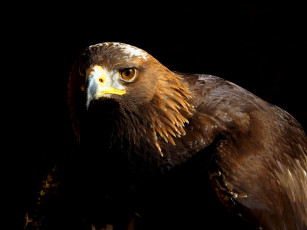 Картинка животные птицы+-+хищники птица хищная